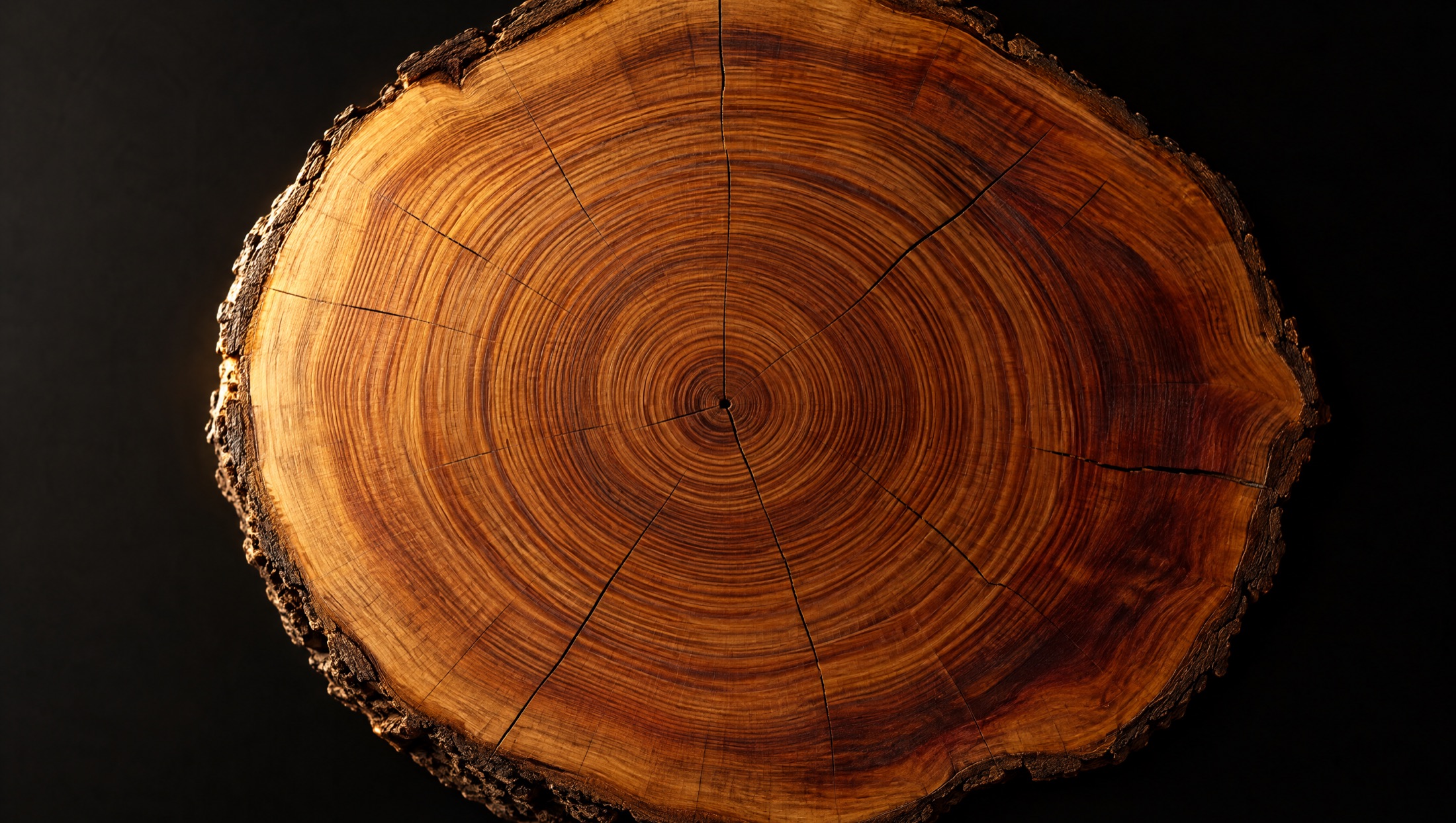 Polished cross-section of redwood timber showing decades of annual growth rings